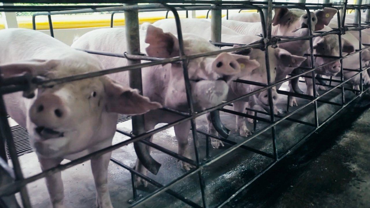 Animal Protection